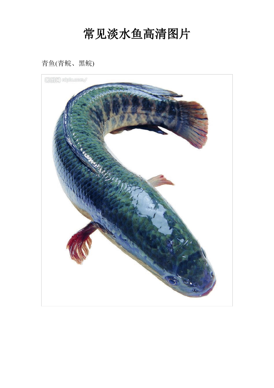 常见淡水鱼分类及图片_第1页