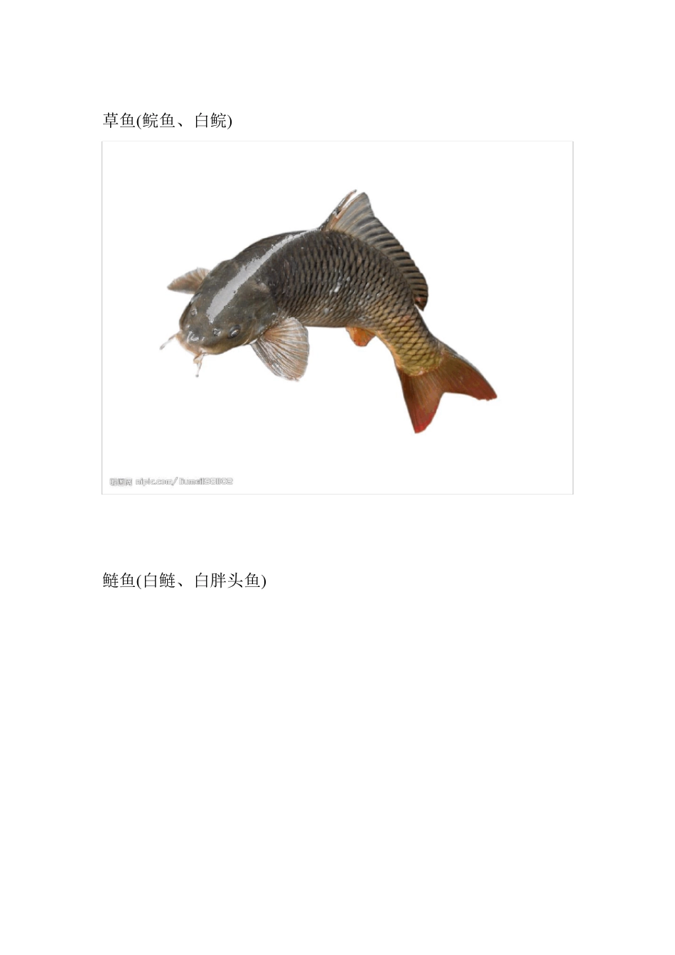 常见淡水鱼分类及图片_第2页