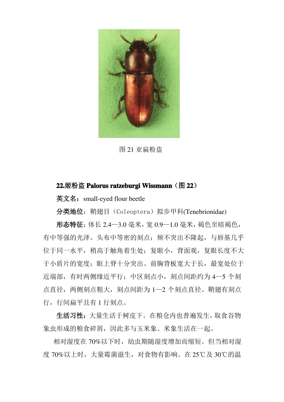 常见重要储粮害虫41种三_第2页