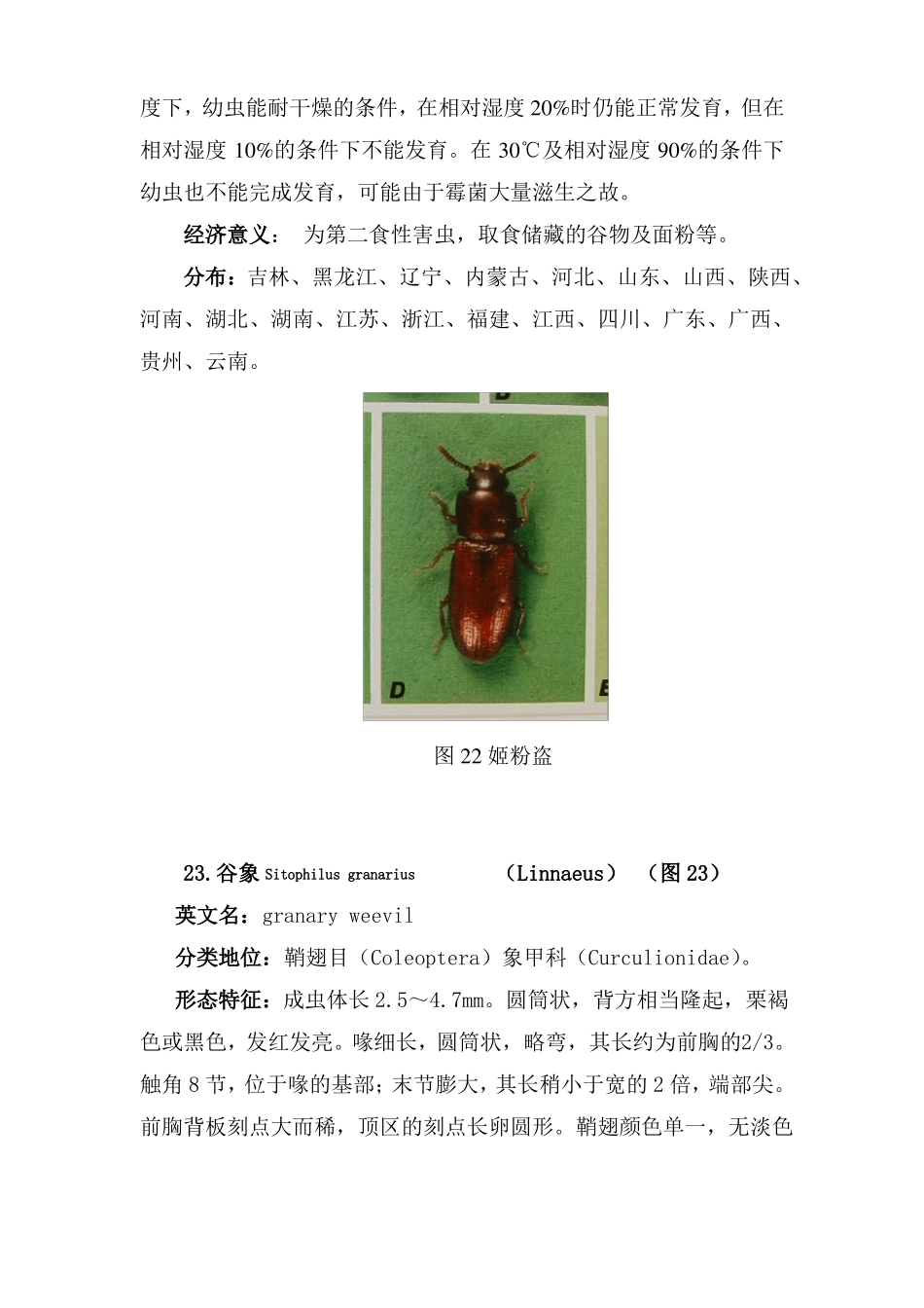 常见重要储粮害虫41种三_第3页