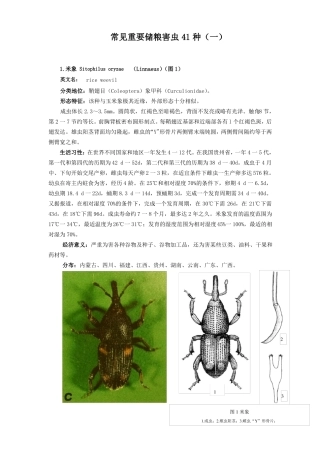 常见重要储粮害虫41种一