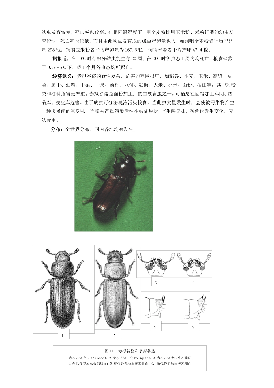 常见重要储粮害虫41种二_第2页