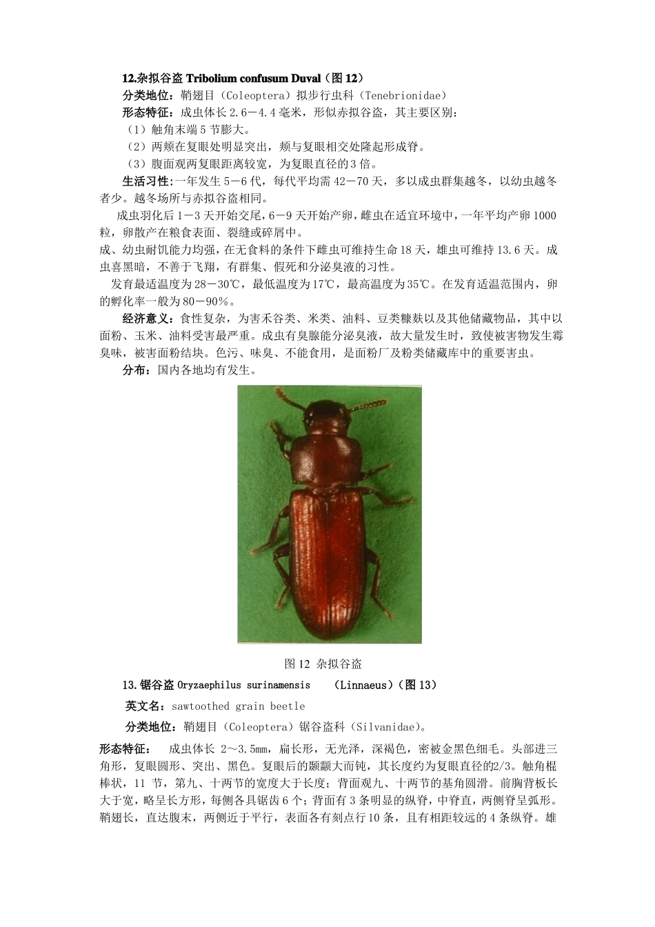 常见重要储粮害虫41种二_第3页