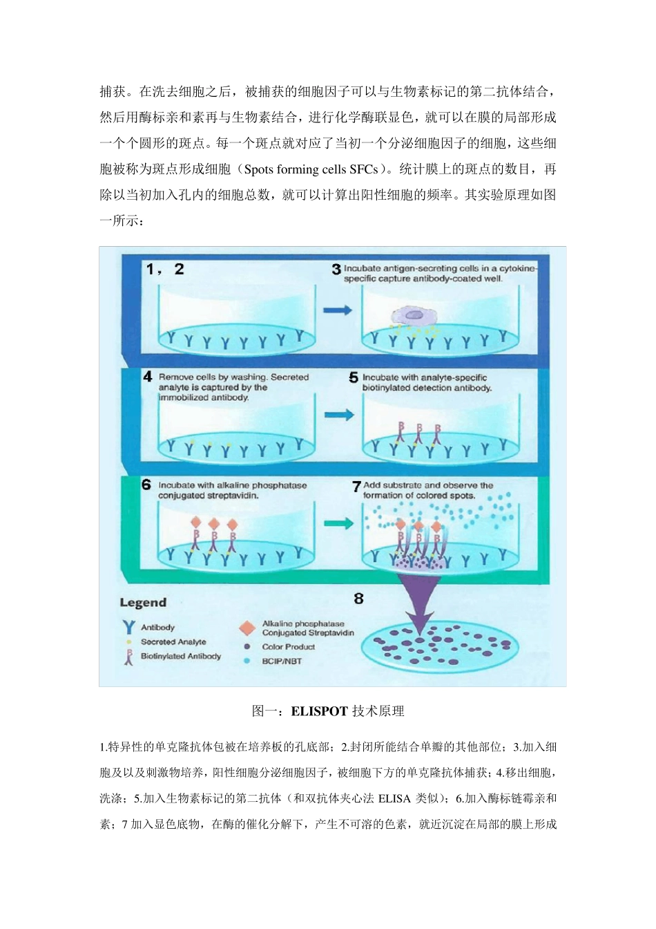 ELISPOT实验技术_第2页