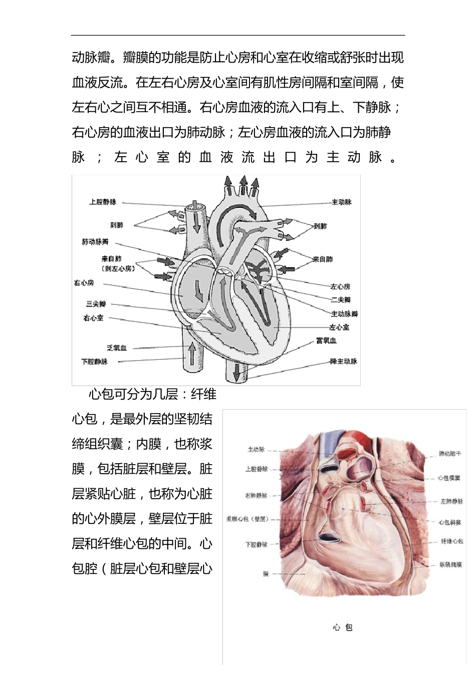 心脏的解剖结构与生理含彩图_第2页