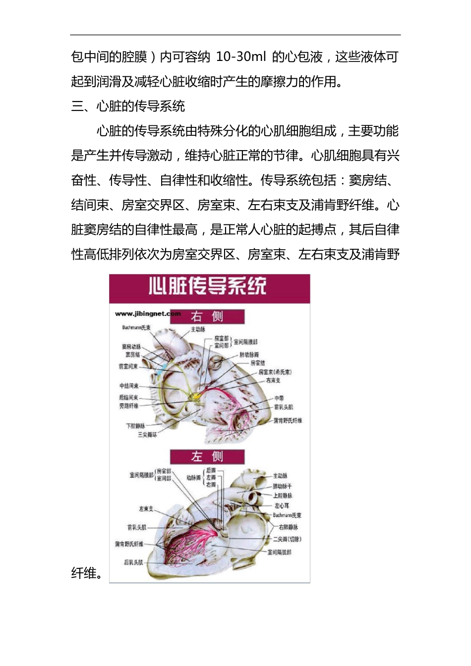 心脏的解剖结构与生理含彩图_第3页
