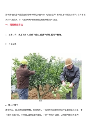 柑橘修剪技术口诀