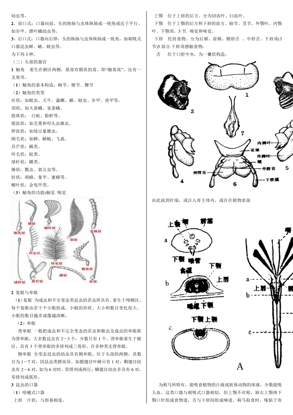 《普通昆虫学》上学期重点知识归纳梳理_第2页