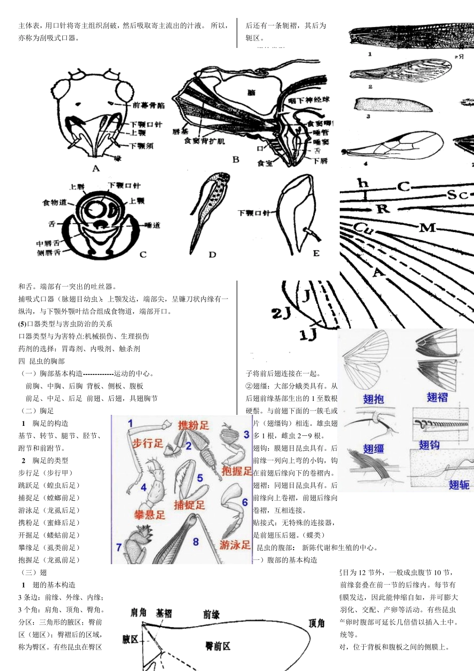 《普通昆虫学》上学期重点知识归纳梳理_第3页