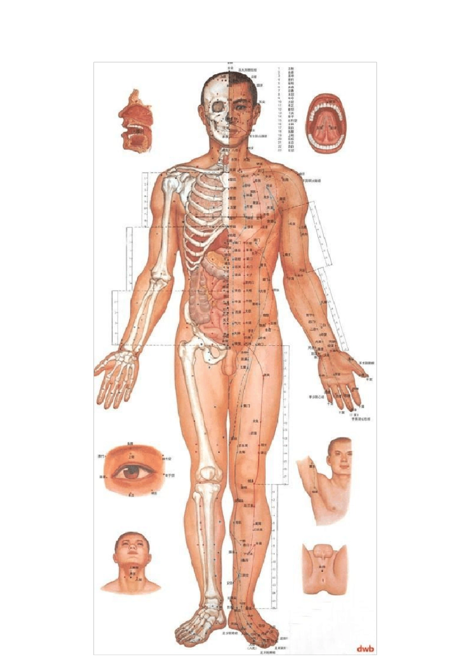 《男女性人体经络穴位图集》_第2页