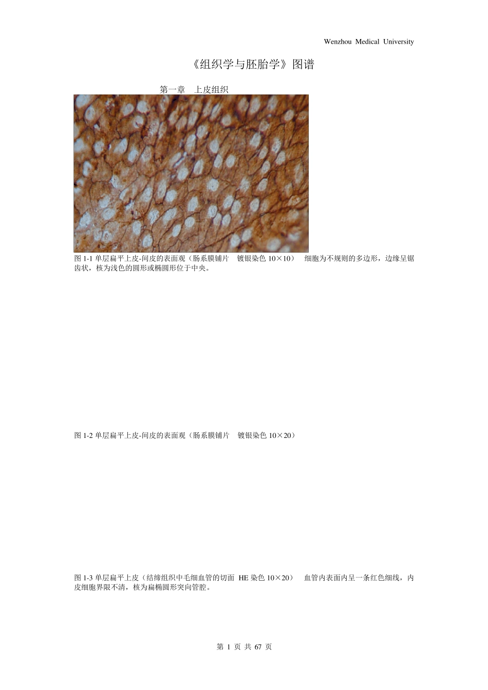 《组织学与胚胎学》图谱详细版(温州医科大学)_第1页
