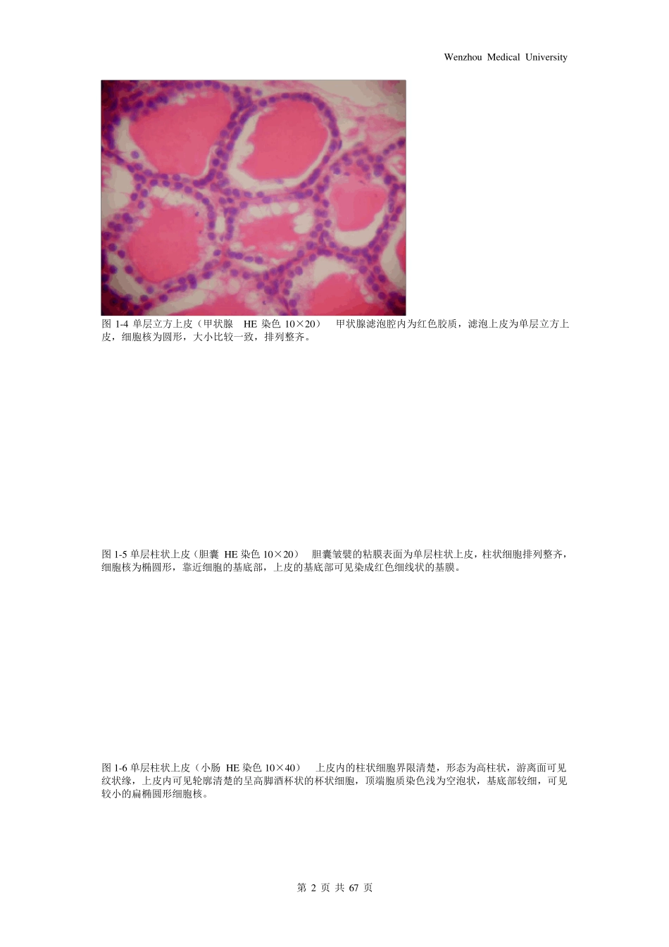 《组织学与胚胎学》图谱详细版(温州医科大学)_第2页