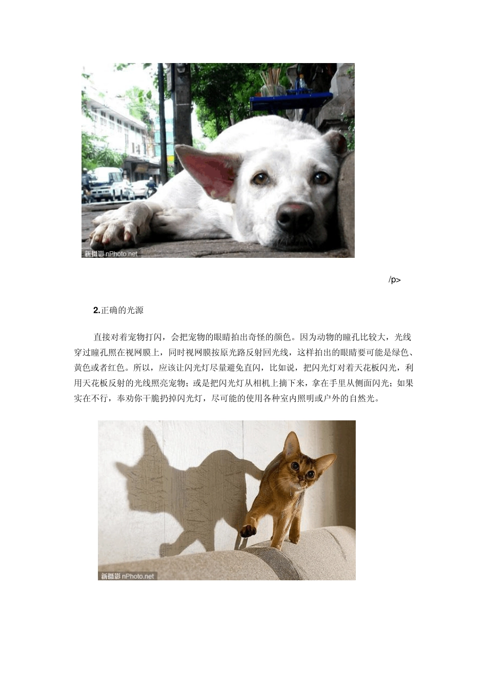 『摄影教室』5个宠物摄影小技巧_第2页
