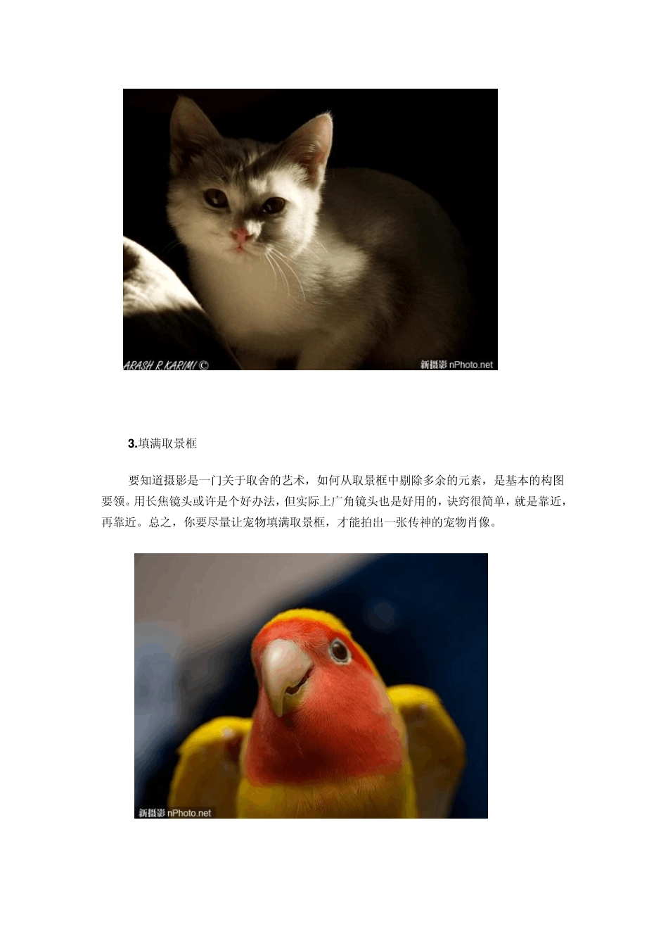 『摄影教室』5个宠物摄影小技巧_第3页