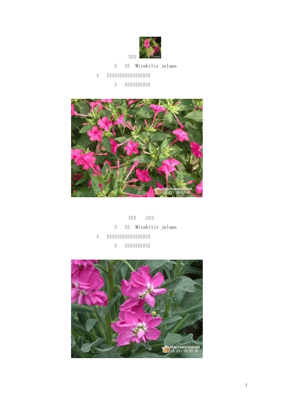 一二年生花卉图片_第1页