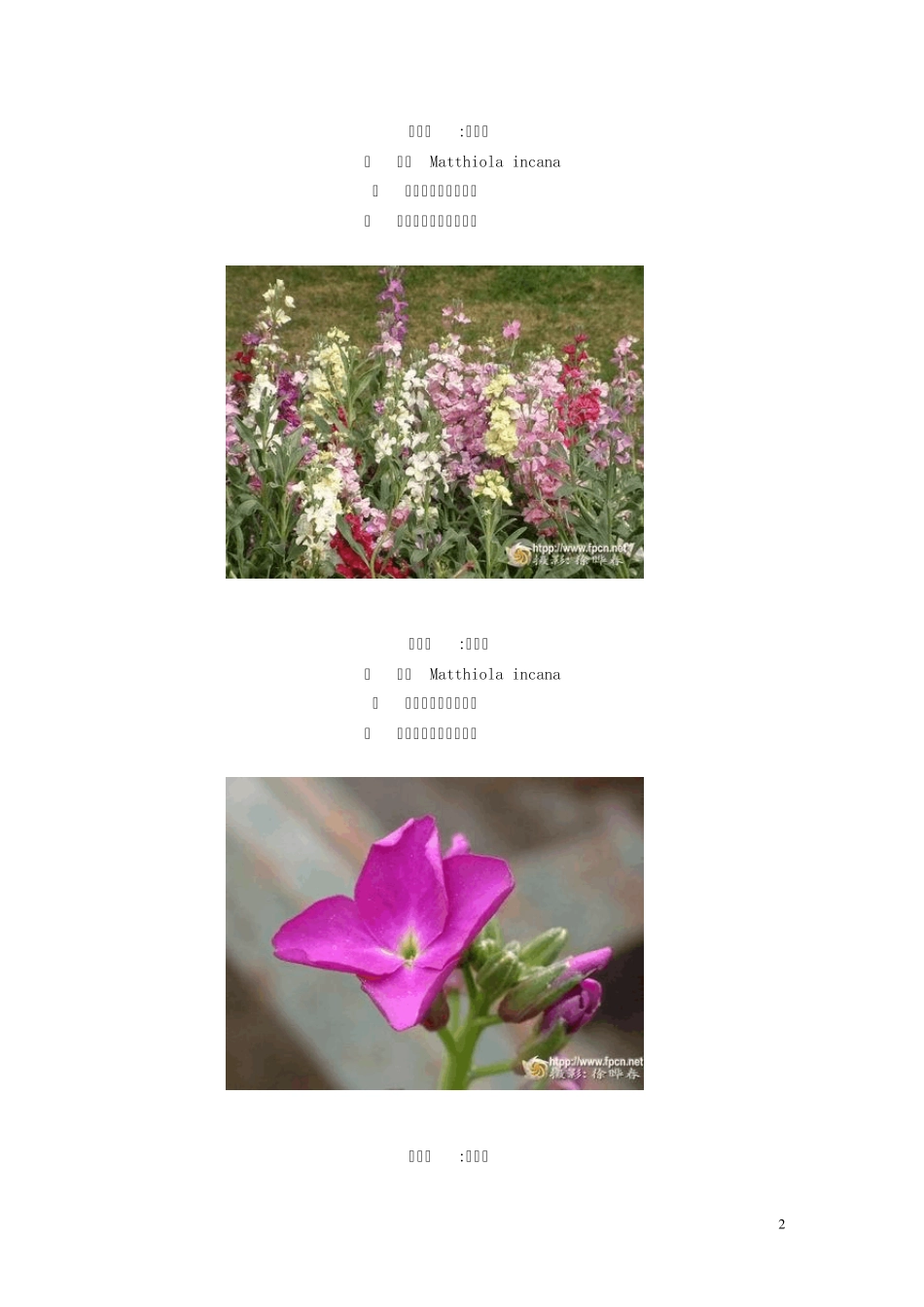 一二年生花卉图片_第2页