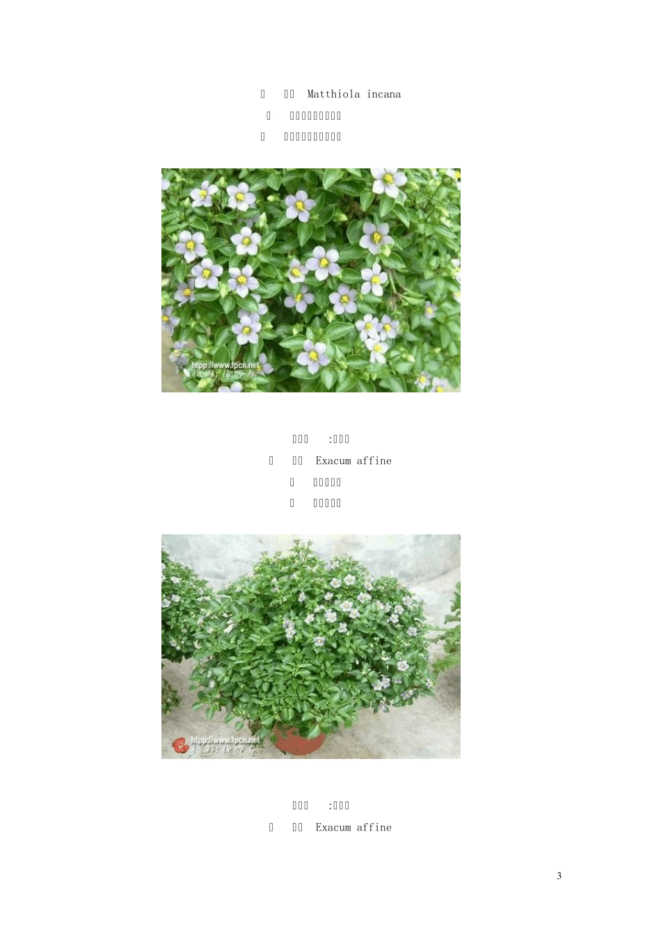 一二年生花卉图片_第3页