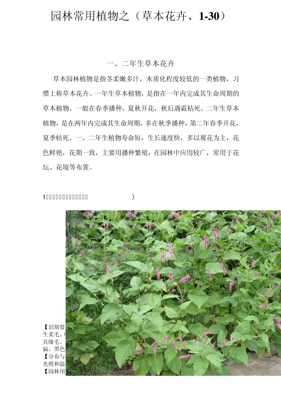 一二年生草本花卉(130)_第1页