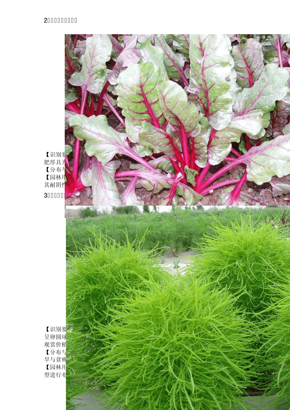 一二年生草本花卉(130)_第2页