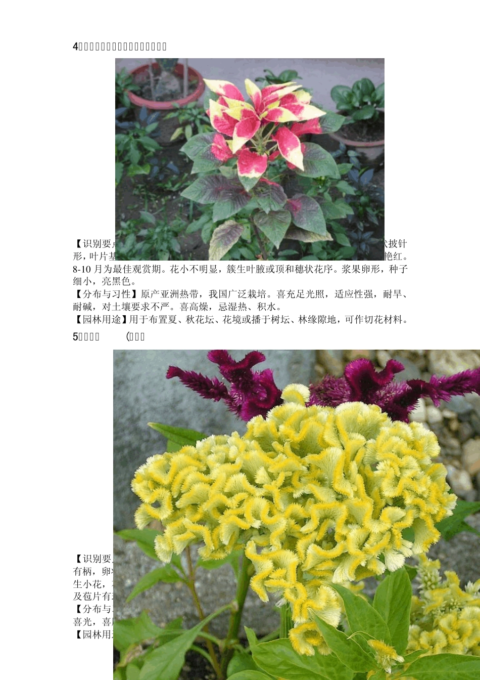 一二年生草本花卉(130)_第3页