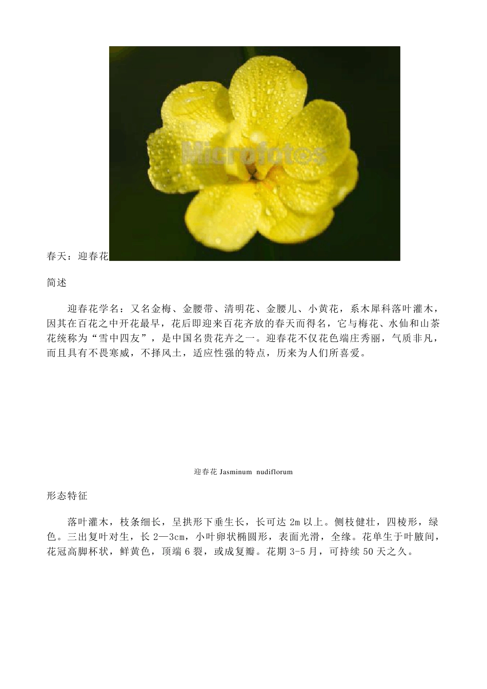 一年四季都开什么花_第2页