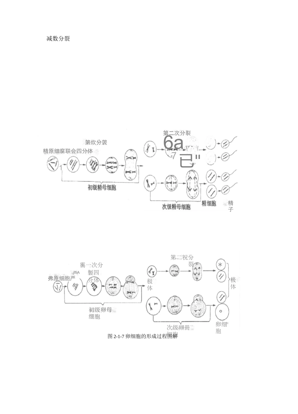 (完整版)有丝分裂和减数分裂的过程和图像_第2页