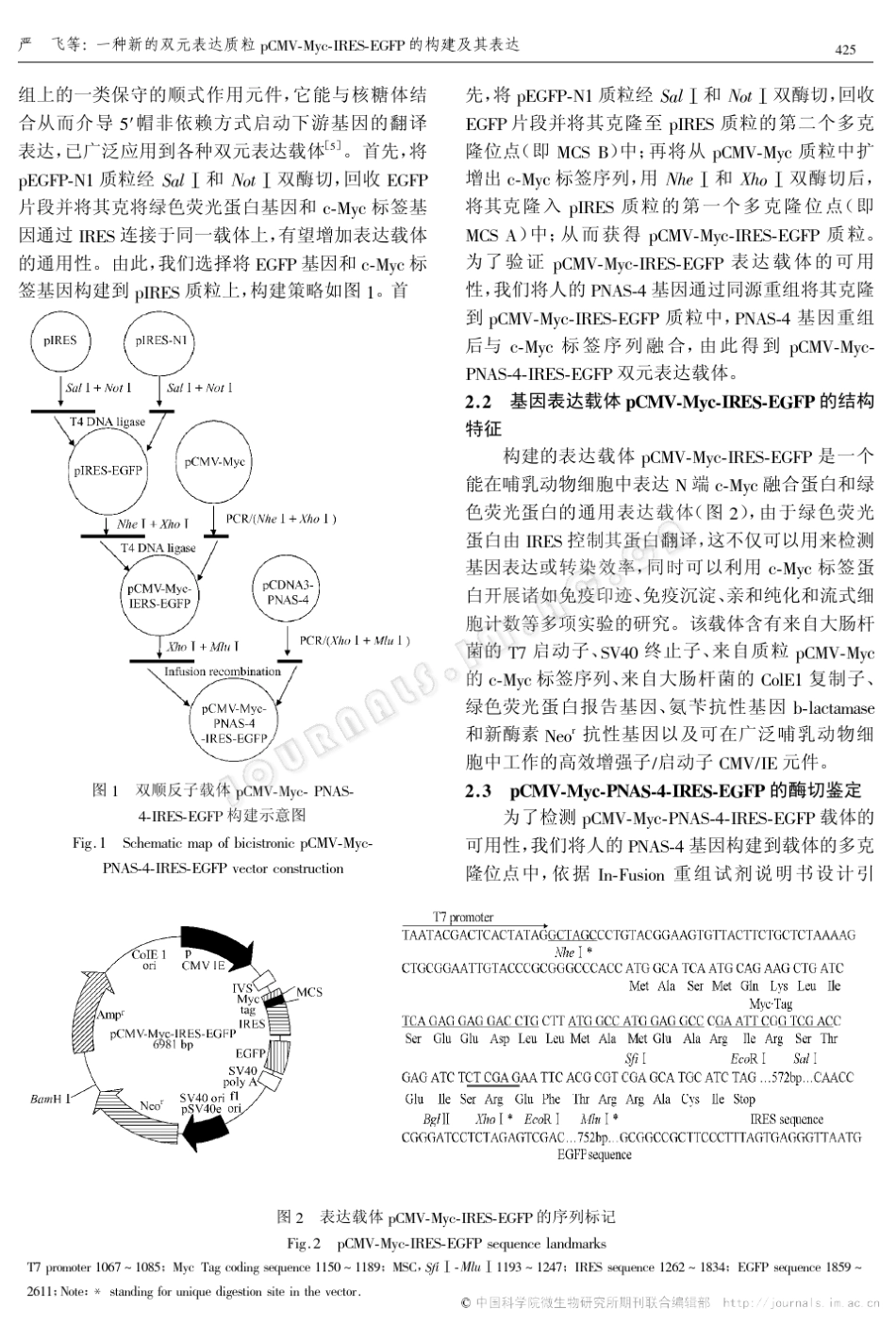 一种新的双元表达质粒pCMVMycIRESEGFP的构建及其表达_第3页