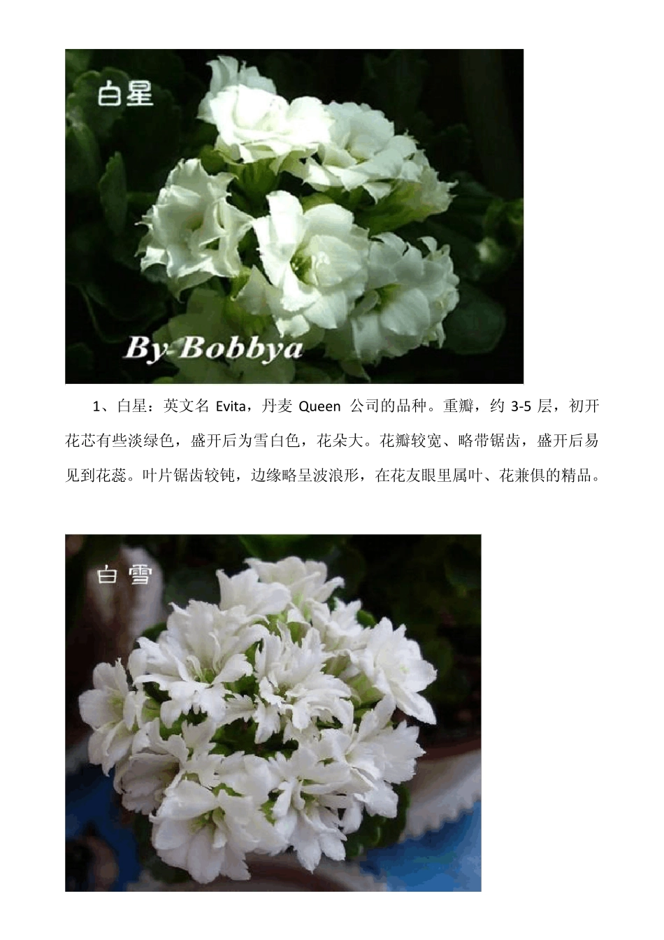 七十个品种的长寿花欣赏与鉴别_第2页