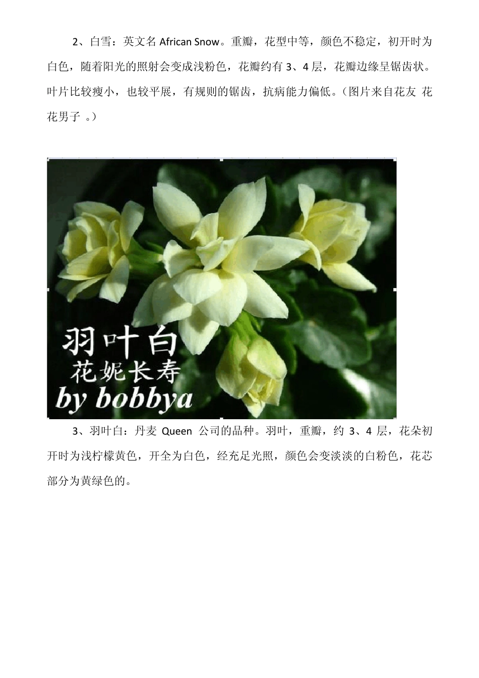 七十个品种的长寿花欣赏与鉴别_第3页