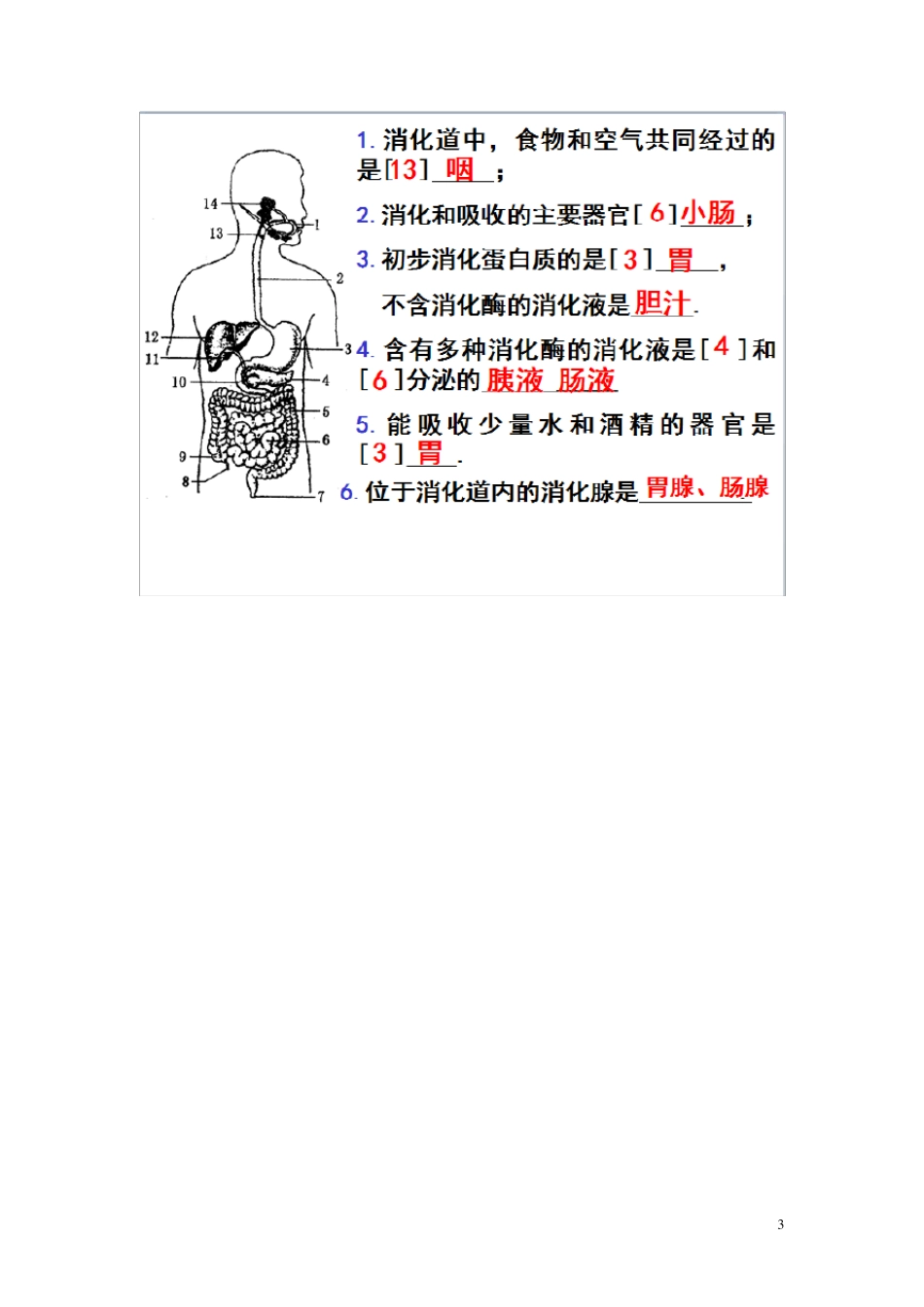 七年级生物(下)期中重要知识点总结_第3页