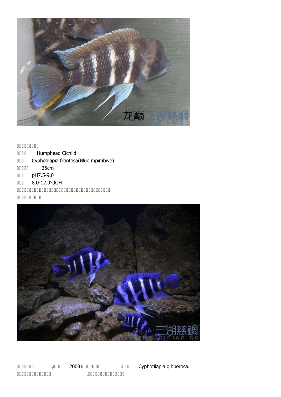 三湖慈雕鱼图鉴三湖鱼大全_第3页