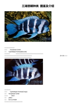 三湖慈雕鱼图鉴三湖鱼大全