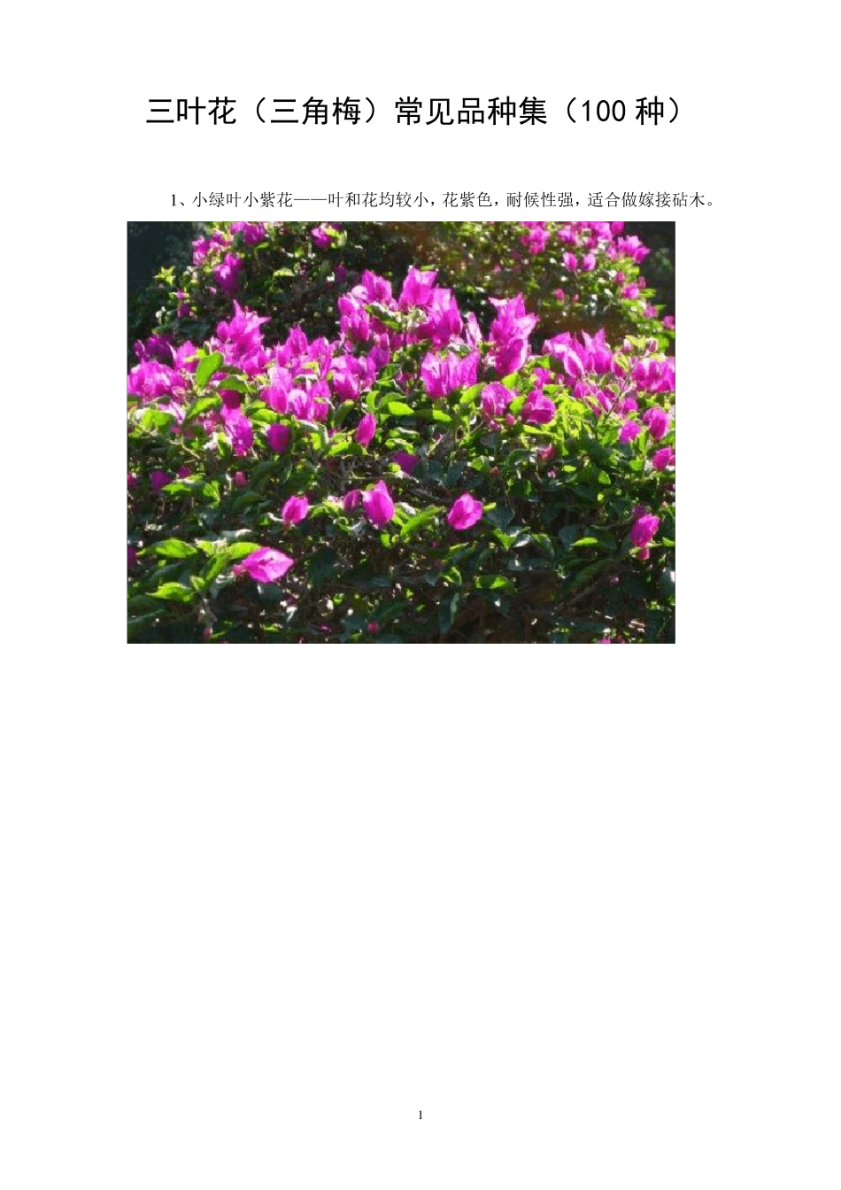三角梅常见品种图集(百种A)_第1页