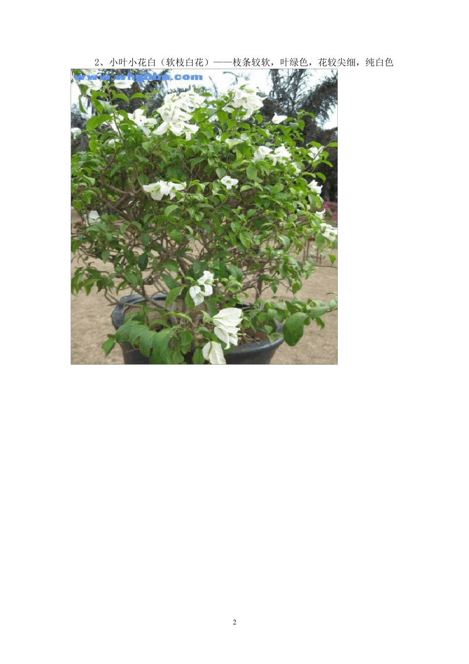 三角梅常见品种图集(百种A)_第2页