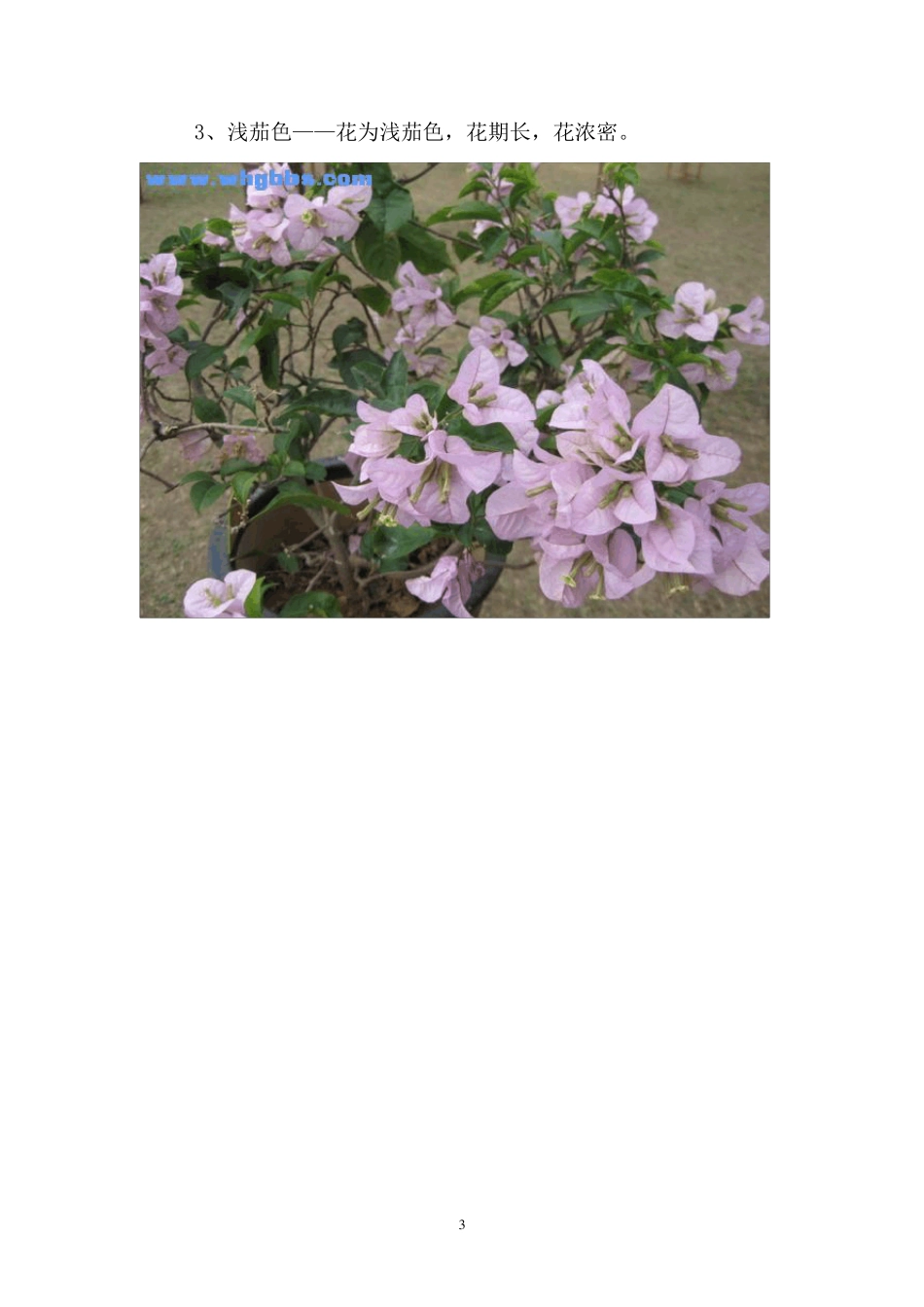 三角梅常见品种图集(百种A)_第3页
