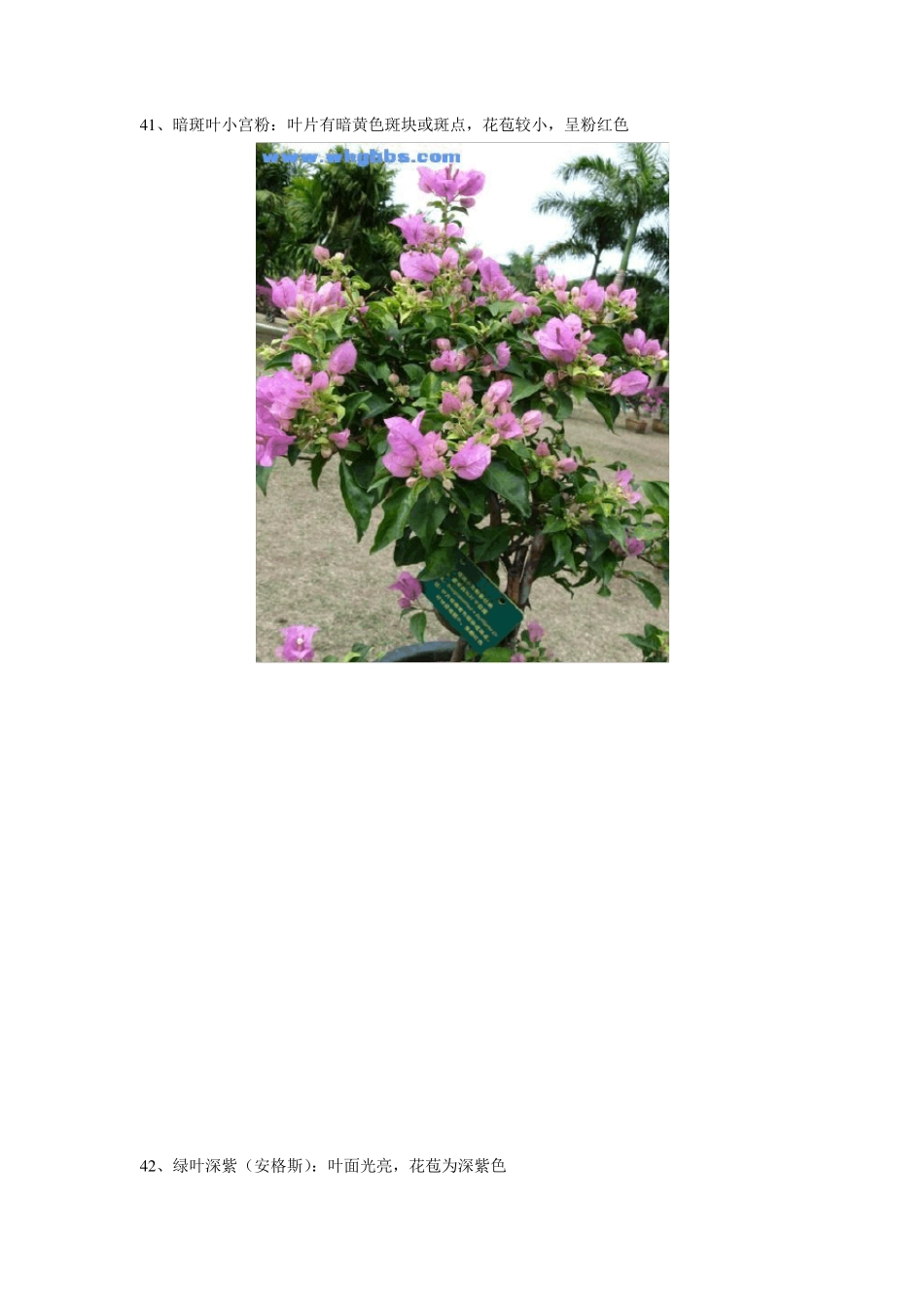 三角梅常见品种图集(百种B)_第1页