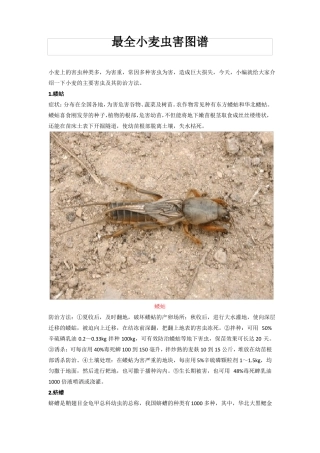 最全小麦虫害附图