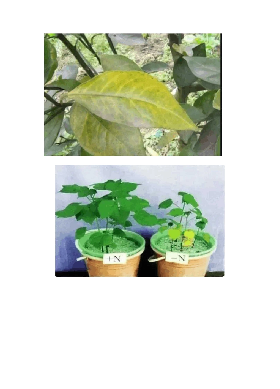 植物缺素原因及植物缺素症状对照表_第3页