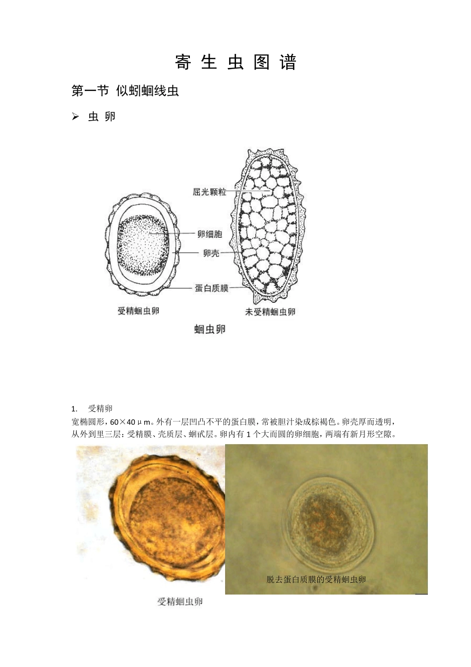 上海交通大学医学院寄生虫图谱(第二版)_第3页