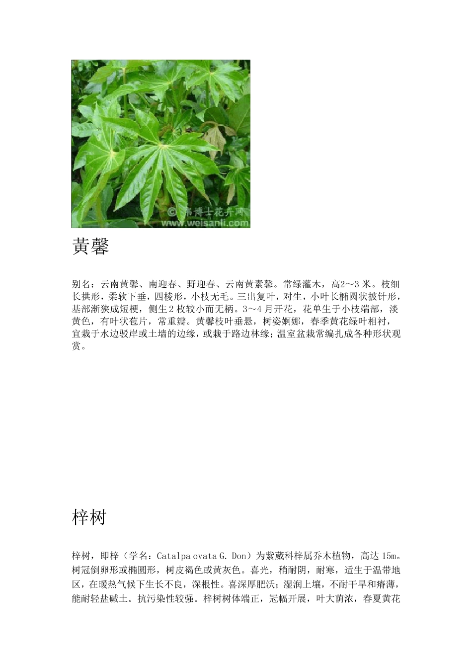 上海市30种常见树木和植物_第3页