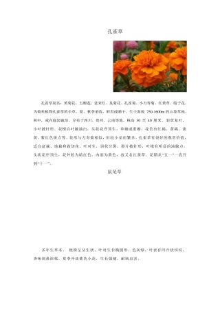 上海市最新绿化常用花卉