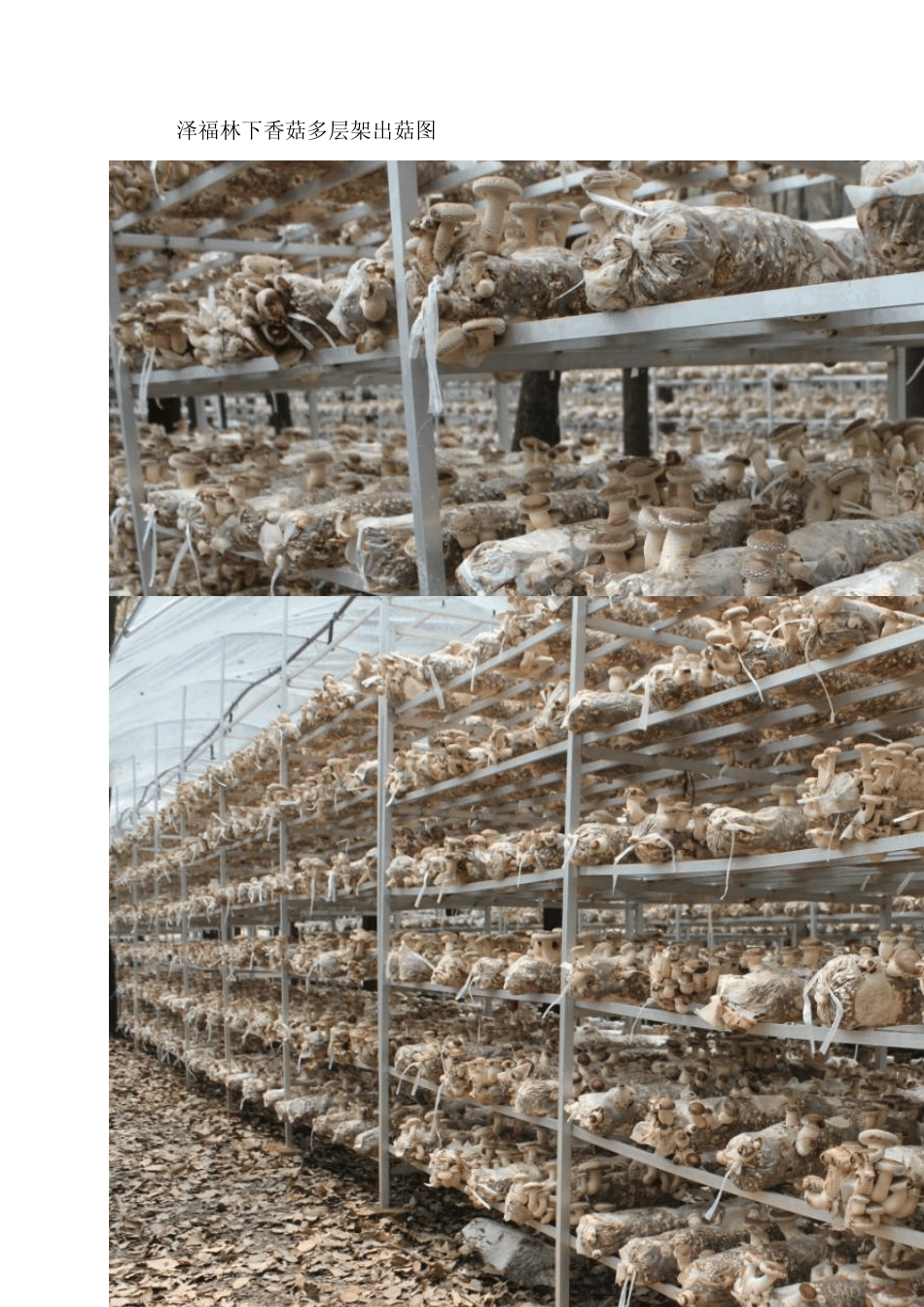 上海林下生态菌菇产业优、生态美、百姓富_第3页