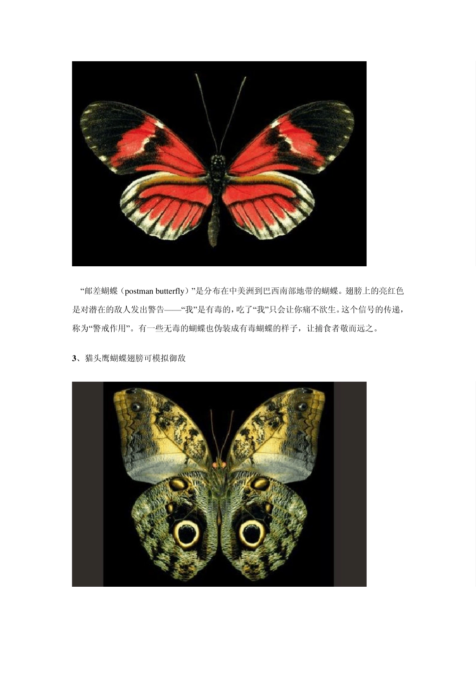 世界上最漂亮的8种蝴蝶_第2页