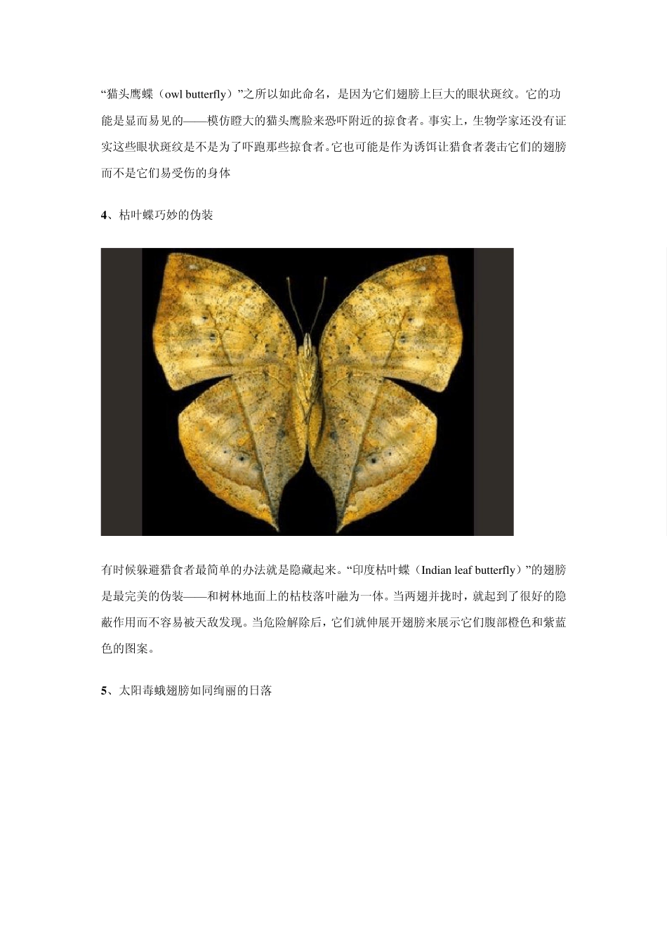世界上最漂亮的8种蝴蝶_第3页