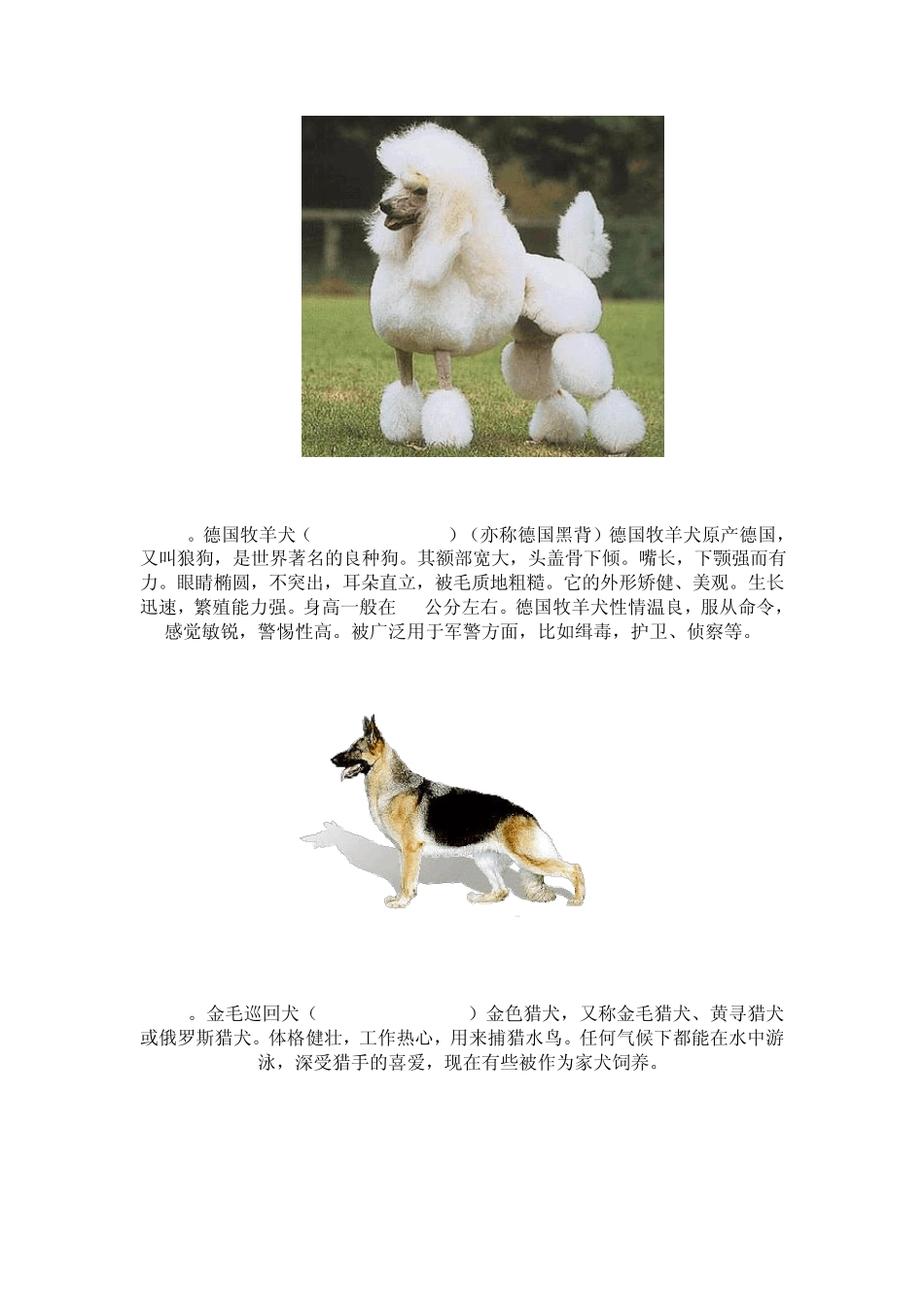 世界上最聪明的狗排名_第2页