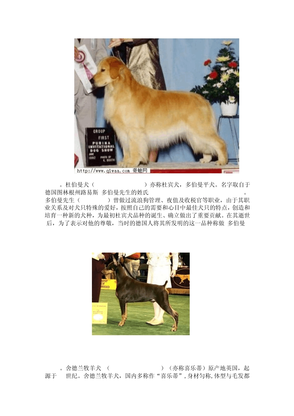 世界上最聪明的狗排名_第3页