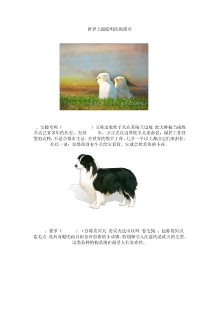 世界上最聪明的狗排名