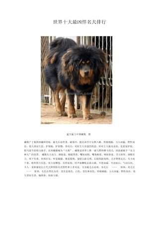 世界十大最凶悍名犬排行