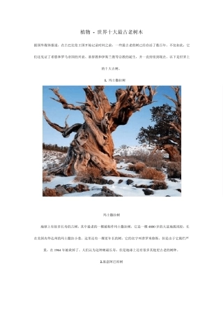 世界十大最古老的树