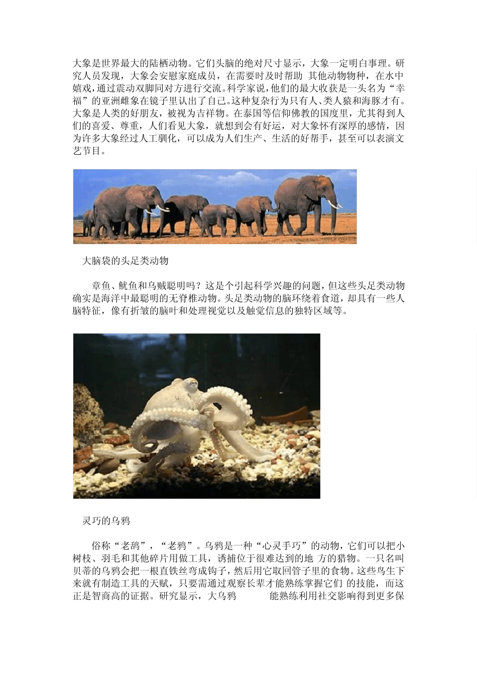 世界十大最聪明动物[图文]_第3页